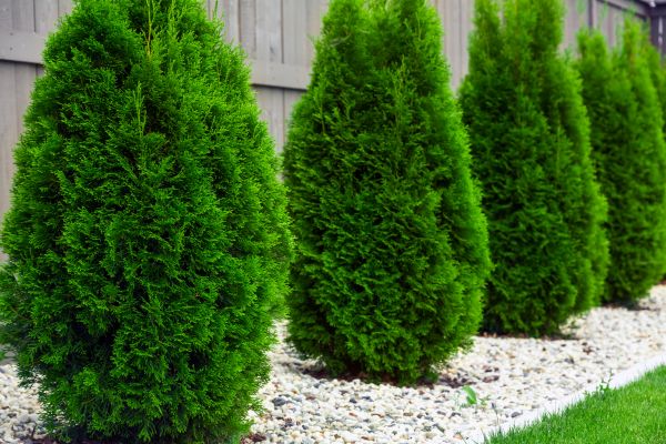 Arborvitae Planting in Louisville
