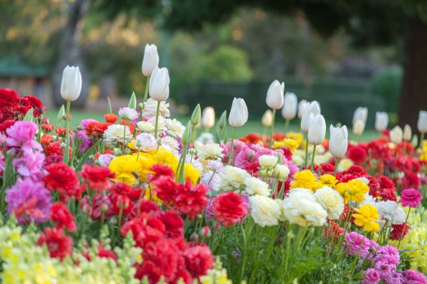Gardening Service in Louisville