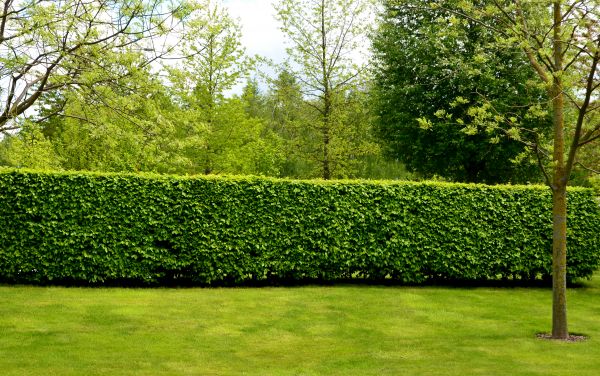 Hedge Planting in Louisville
