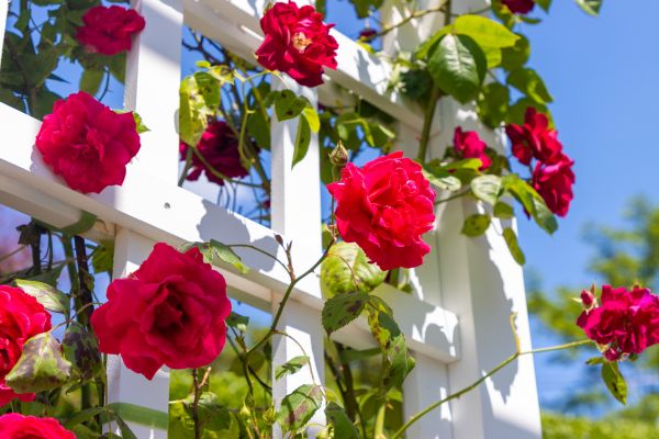 Home Gardening Service in Louisville