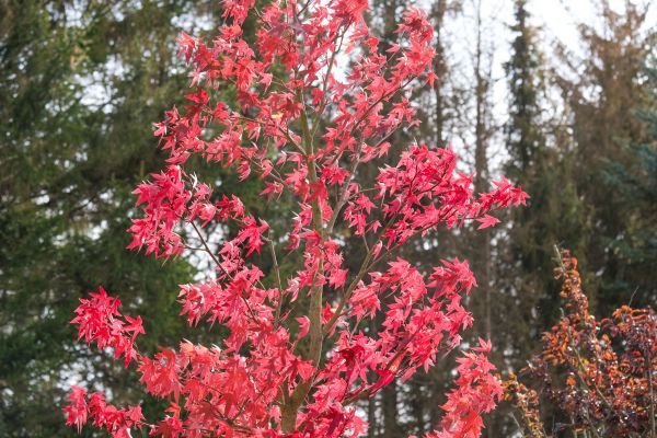 Japanese Maple Planting in Louisville