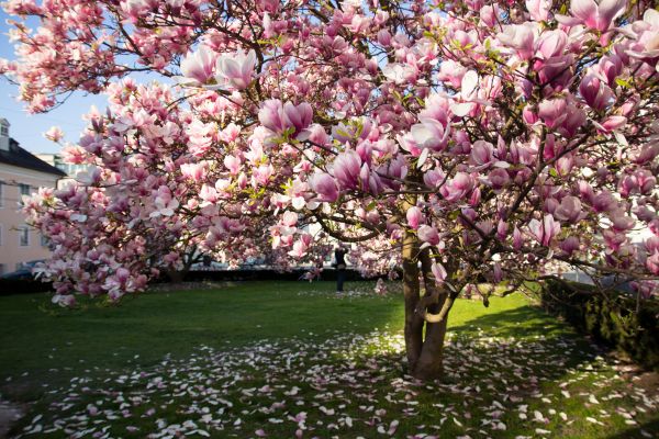 Magnolia Tree Planting in Louisville