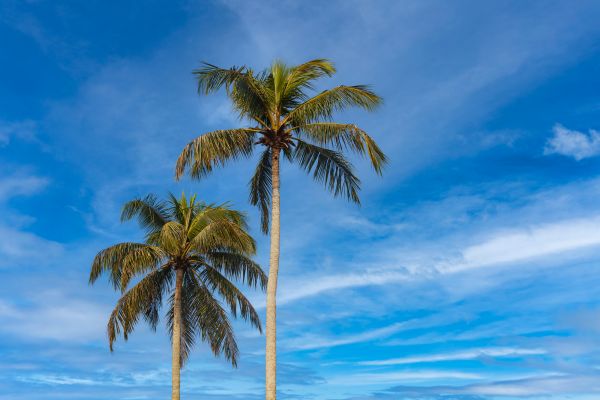 Palm Tree Planting in Louisville