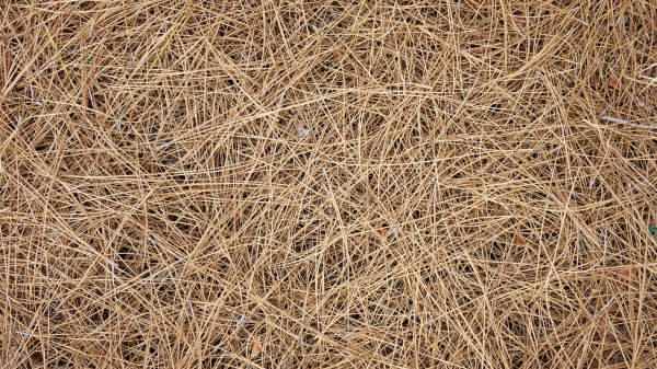 Pine Needles Delivery in Louisville
