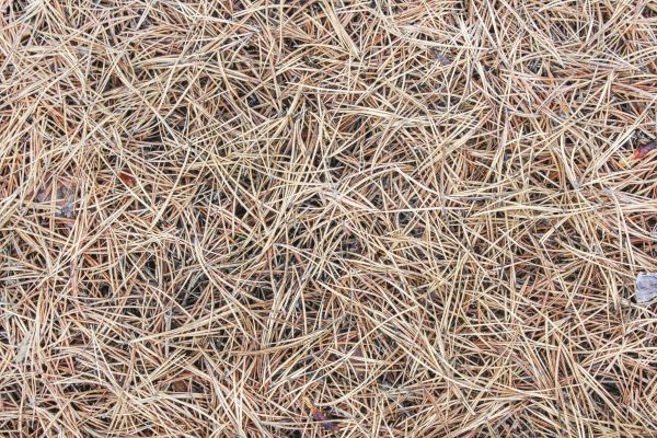 Pine Straw Installation in Louisville