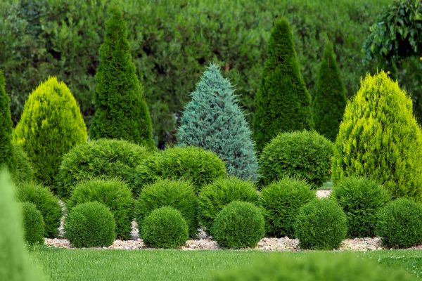 Shrub Replacement in Louisville
