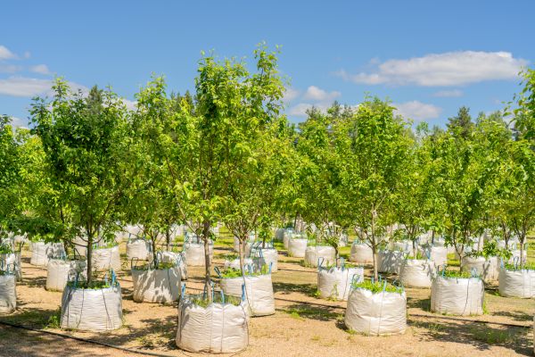 Tree Planting Service in Louisville