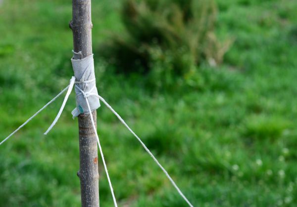 Tree Staking Service in Louisville
