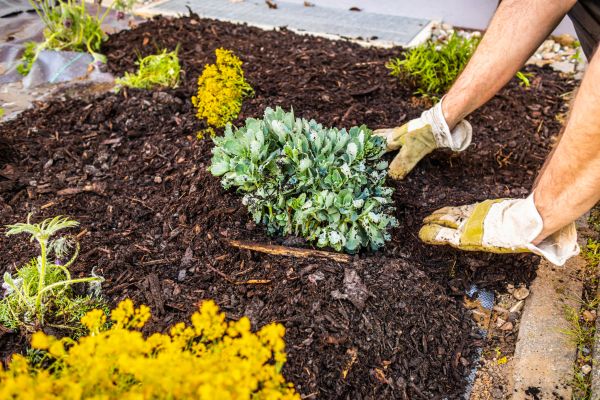 Weeding And Mulching in Louisville