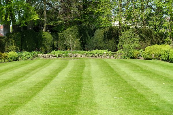 Lawn Renovation in Louisville