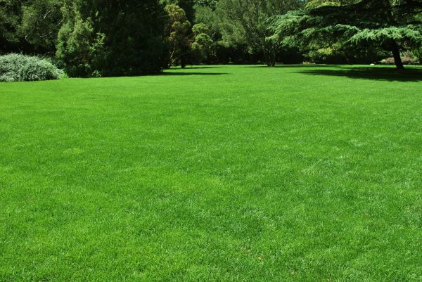Lawn Landscaping in Louisville