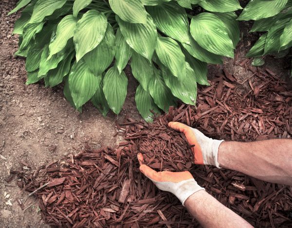 Shredded Mulch Service in Louisville