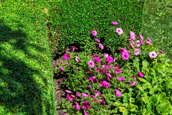 Softscaping Service in Louisville