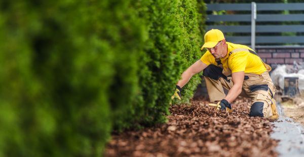 Cypress Mulch Installation in Louisville