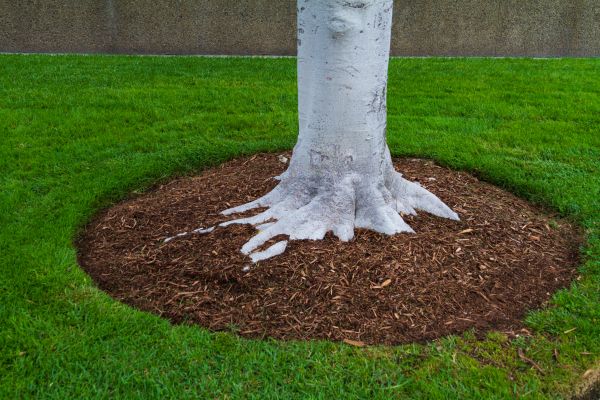 Brown Mulch Installation in Louisville