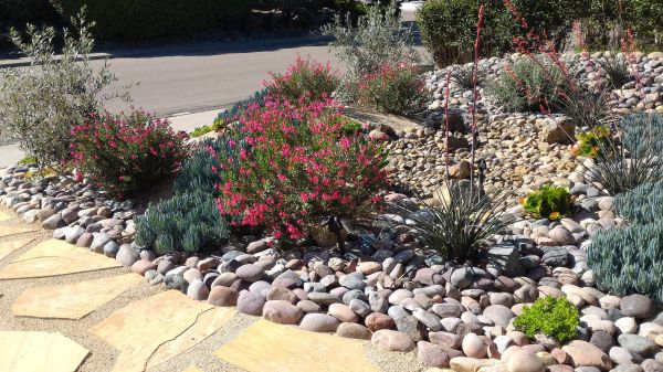 Xeriscape Landscaping in Louisville