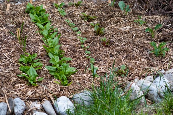 Mulch Service in Louisville