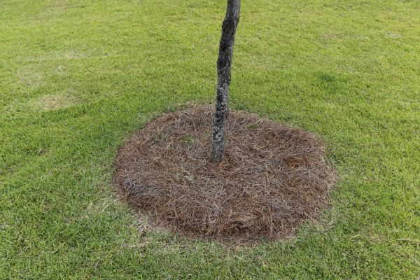 Pine Straw Spreading in Louisville