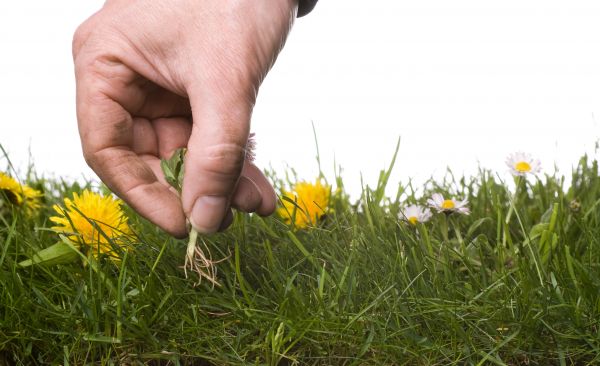 Lawn Weeding in Louisville