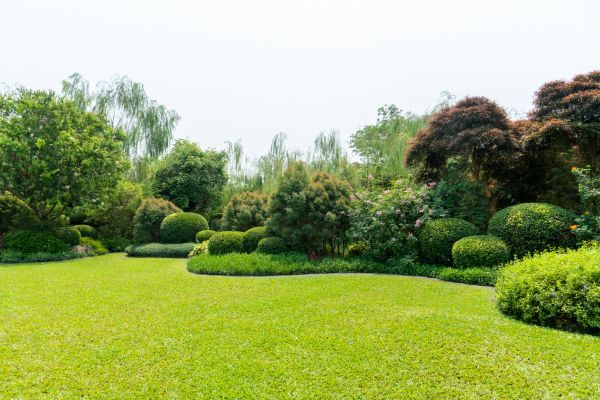 Tree Landscaping in Louisville