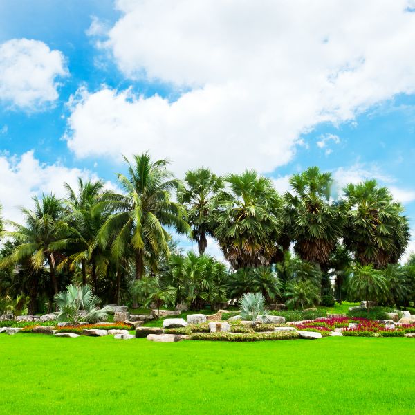 Tropical Landscaping in Louisville