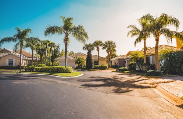 Palm Tree Landscaping in Louisville