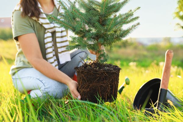 Spruce Tree Planting in Louisville