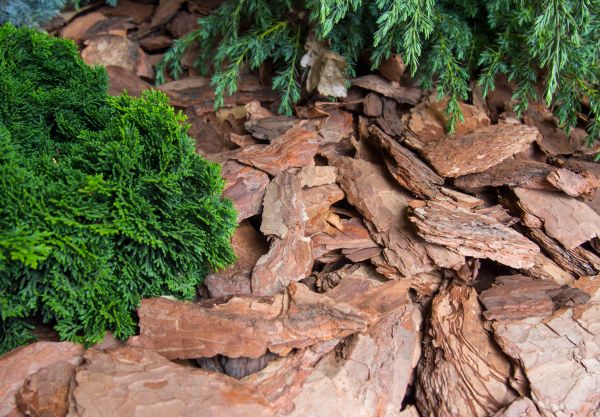 Pine Bark Installation in Louisville