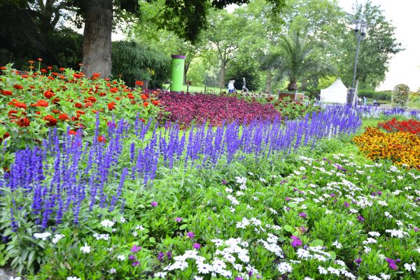 Perennials Planting in Louisville