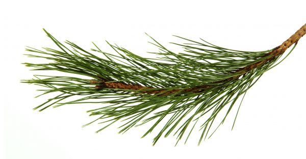 Pine Needles Installation in Louisville