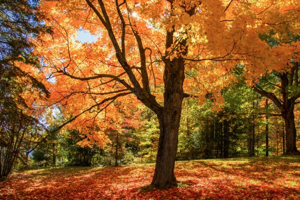 Maple Tree Planting in Louisville