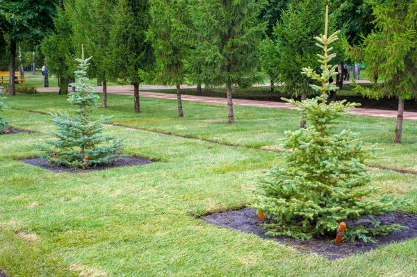 Privacy Trees Planting in Louisville