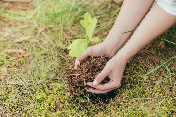 Oak Tree Planting in Louisville