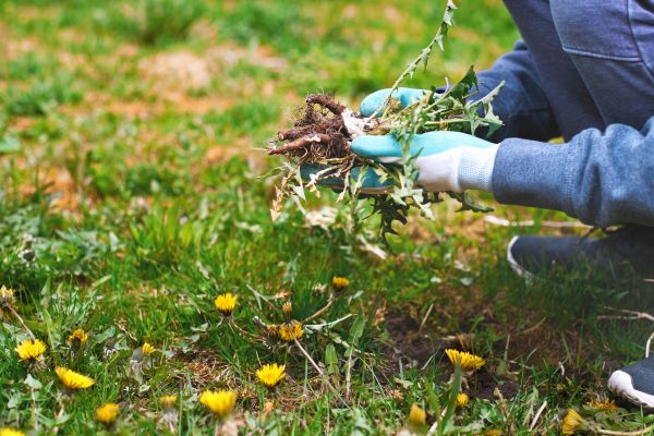 Flower Bed Clearing in Louisville