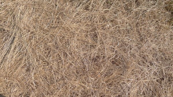 Pine Straw Replacement in Louisville