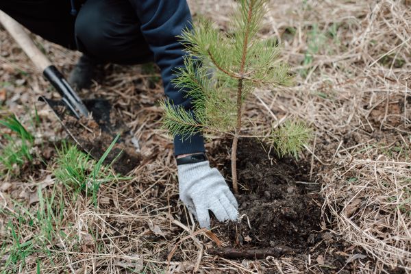 Pine Tree Planting in Louisville