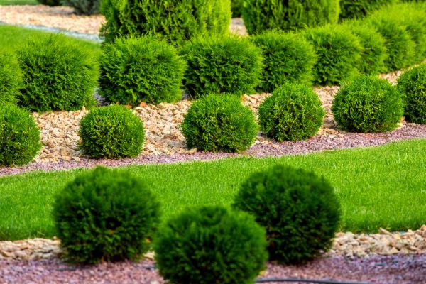 Bush Replacement in Louisville