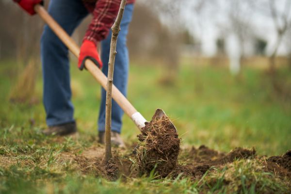 Trees Planting in Louisville