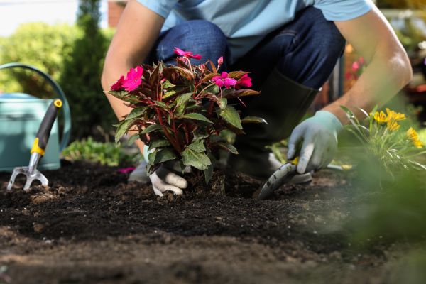 Plant Replacement in Louisville