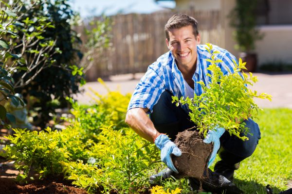 Shrub Landscaping in Louisville