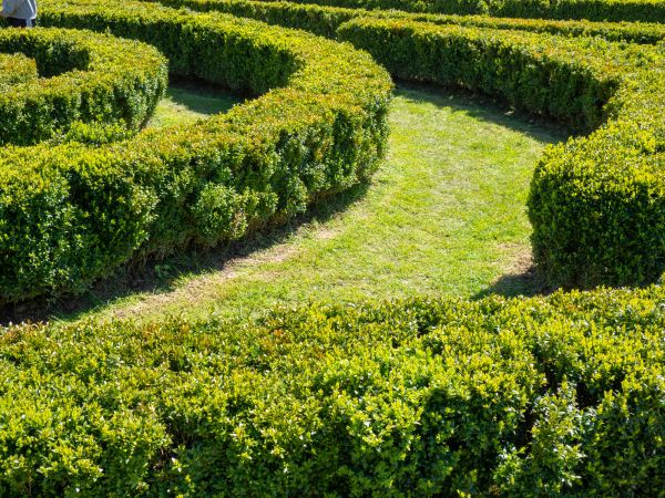 Bush Landscaping in Louisville