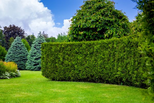 Hedge Landscaping in Louisville
