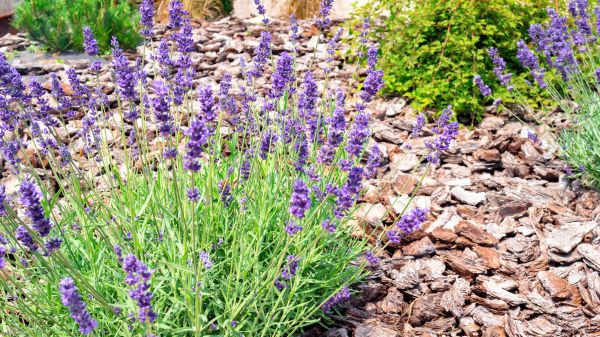 Pine Bark Landscaping in Louisville