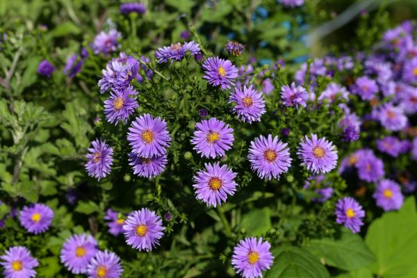 Perennial Flower Planting in Louisville