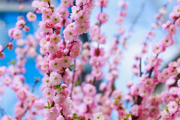 Japanese Cherry Tree Planting in Louisville
