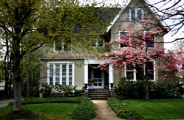 Ornamental Tree Planting in Louisville