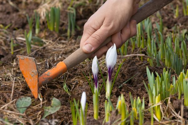 Flower Garden Weeding in Louisville