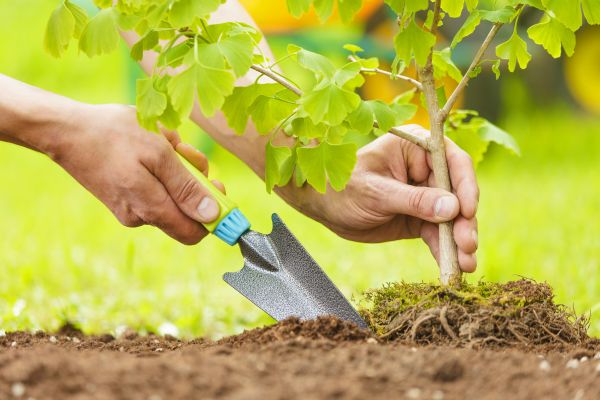 Fruit Tree Planting in Louisville
