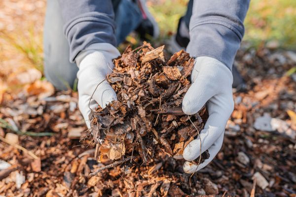 Shredded Mulch Installation in Louisville