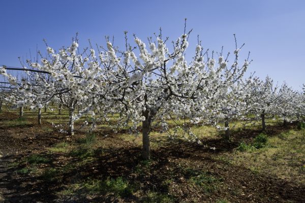 Orchard Planting in Louisville